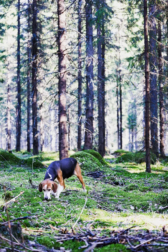 Koirametsä Hakamaa suomenajokoira