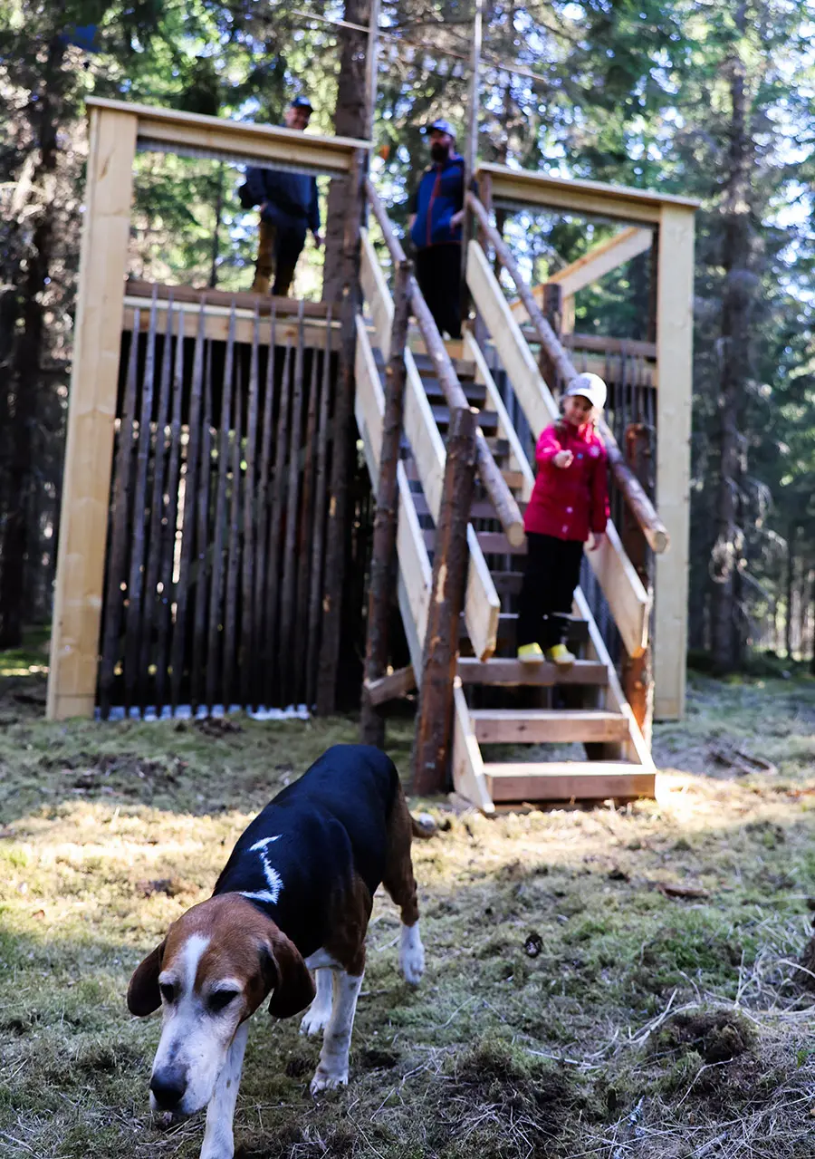 Koirametsä Hakamaa näköalaterassi
